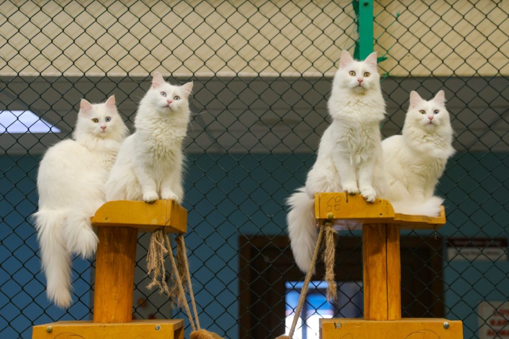 Turkiye Mati-matian Selamatkan Kucing Van dari Kepunahan – Jernih.co