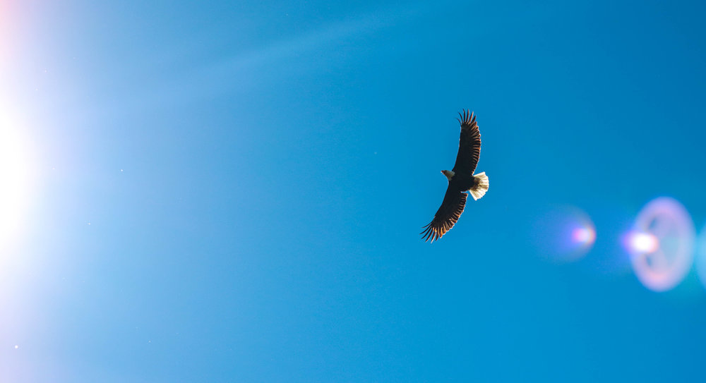 eagle fly alone, jernih.co,