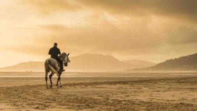 naik kuda, jernih.co,